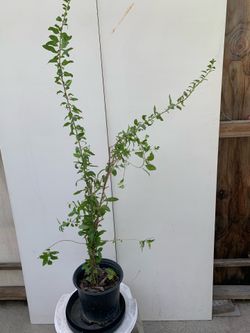 #3- Goji Plants 枸杞樹