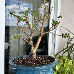 Bonsai Jade 