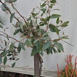 Eucalipto $15 Cada Uno 