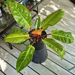 Orange Prince Philodendron