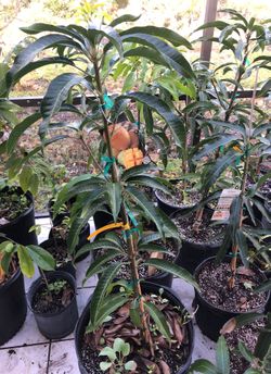 Mango tree