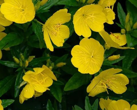 Evening Primrose ..Large Plant