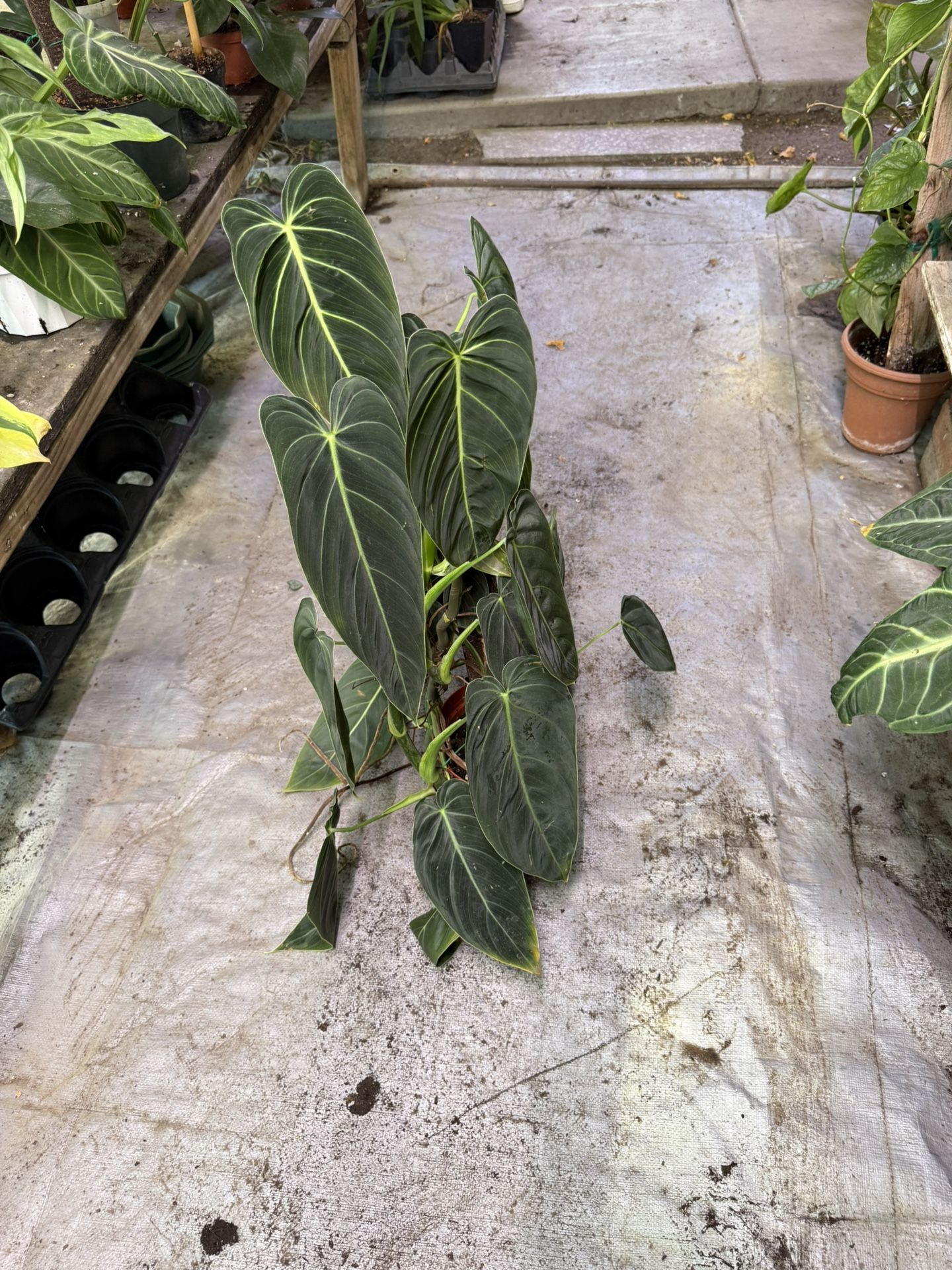 6” Big Philodendron Melano
