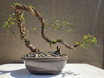 Old Operculicarya Decaryi Bonsai Tree 