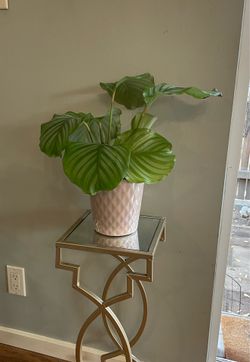 Mature Calathea Orbifolia in 5.5” Pot