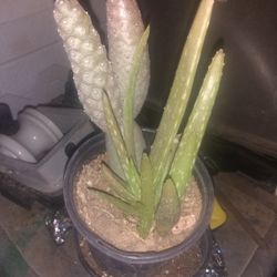 Three And A Half Inch Pot With Two Succulents