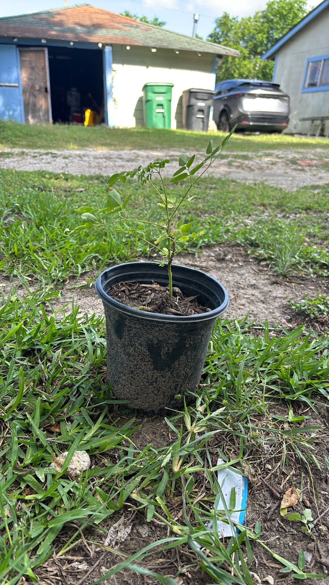 Moringa Tree! Superfood Plant:) Grown From A Sees