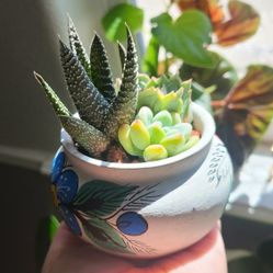 Mexican Succulent Arrangement Plant