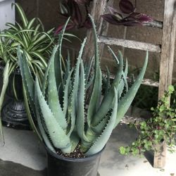 $5 Aloe vera plant