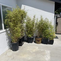 6 Bamboo Plants 