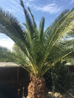 Canary Palms