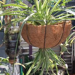 Hanging Plant 🪴 