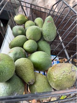 Avocados for sale ! Organic you pick