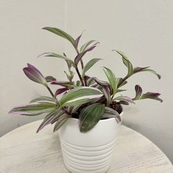 Tradescantia Nanouk
