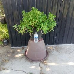 Succulent 