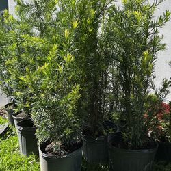 Podocarpus 