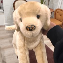 Douglas Labrador Retriever 