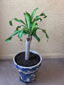 Dracaena Fragrans Plant - Organic Soil