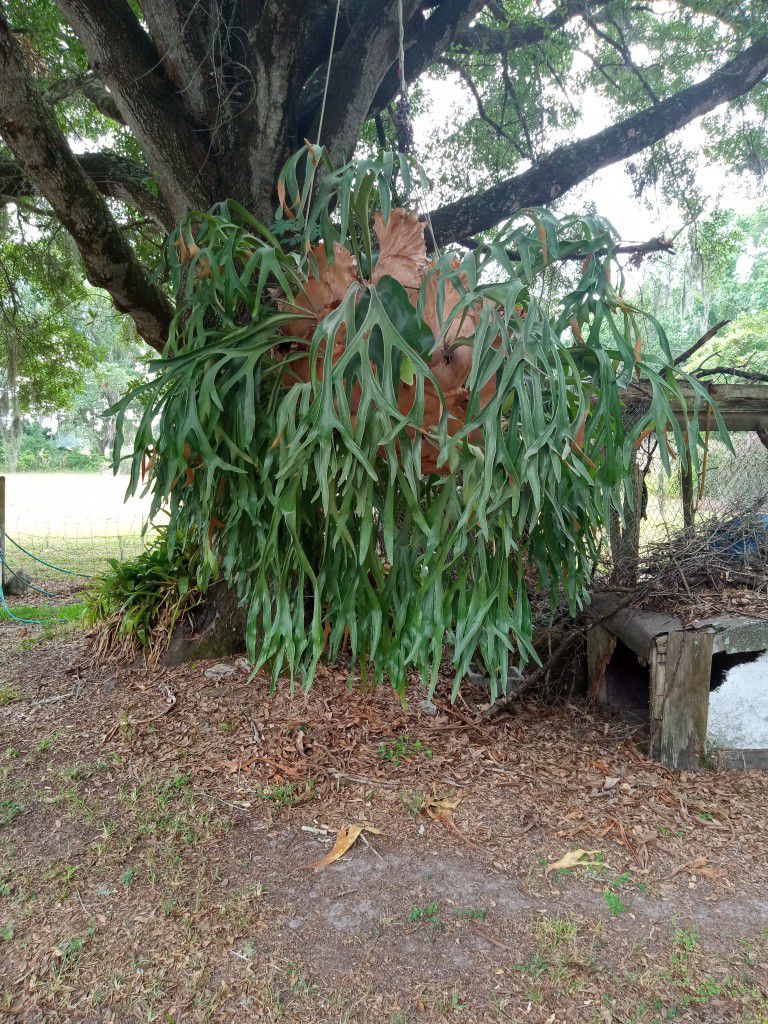 Staghorn Plants 