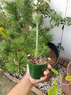 Japanese Black Pine (Pinus Thunbergii)
