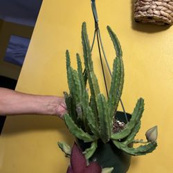 8” stapelia