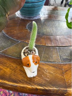 Live Monkey Tail Cactus Plant with Dog Puppy Ceramic Pot