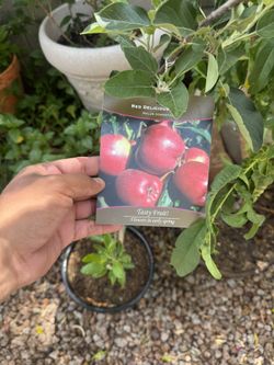 Red Apple 🍎 