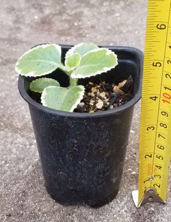 Variegated Cuban Oregano Plant,  Live 