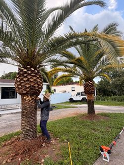 Canary palm sales and installation