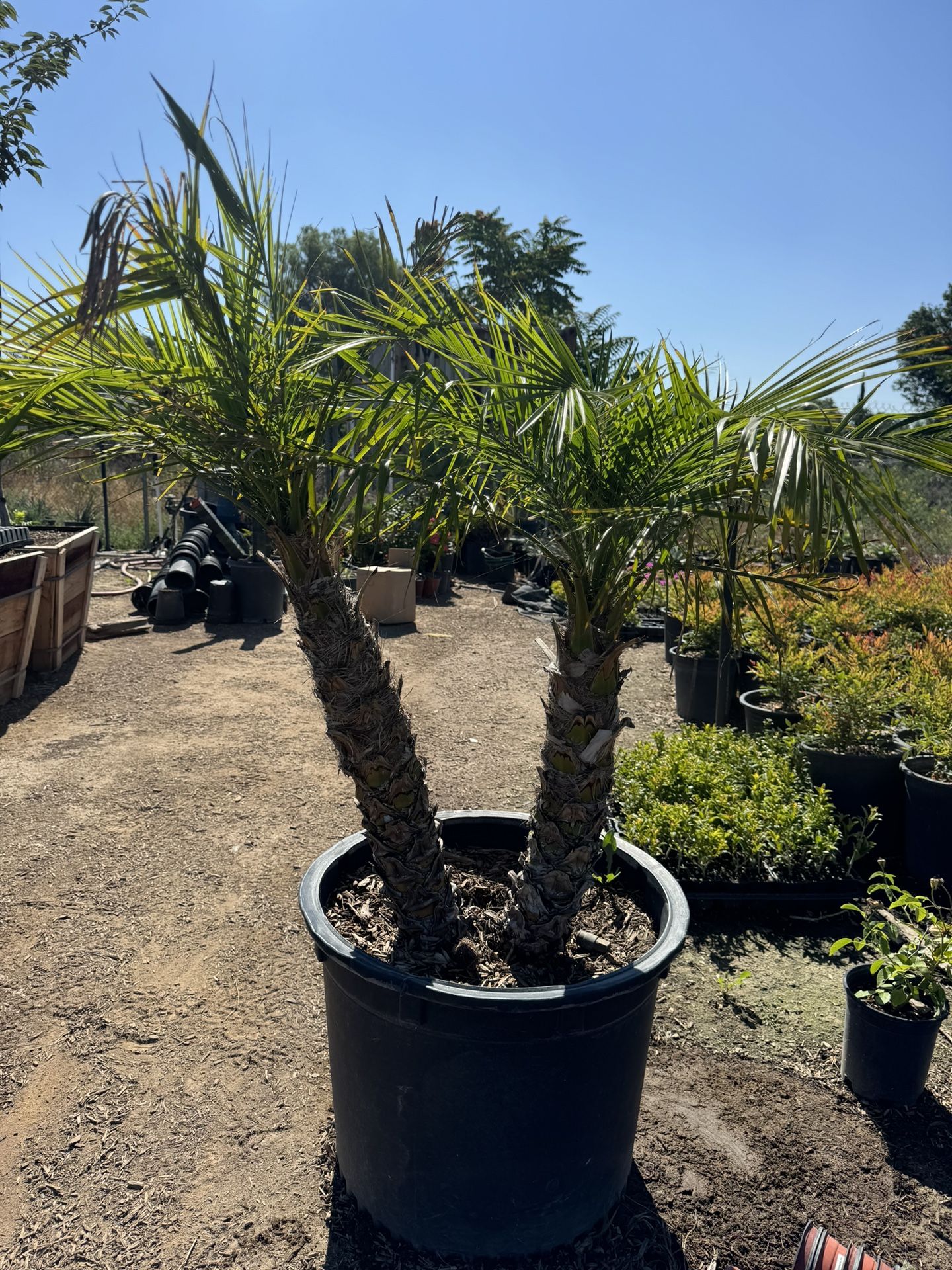 Pygmy Date Palms