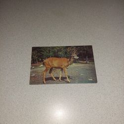 FOUR POINT BUCK DEER UNUSED POSTCARD 