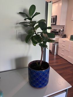 Plant with pot