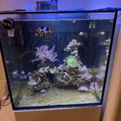 Salt Water Fish Tank