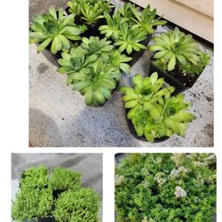 Outdoor Plants-$5 each 