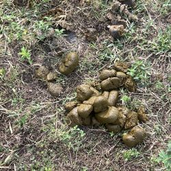 Horse Poop Fertilizer 
