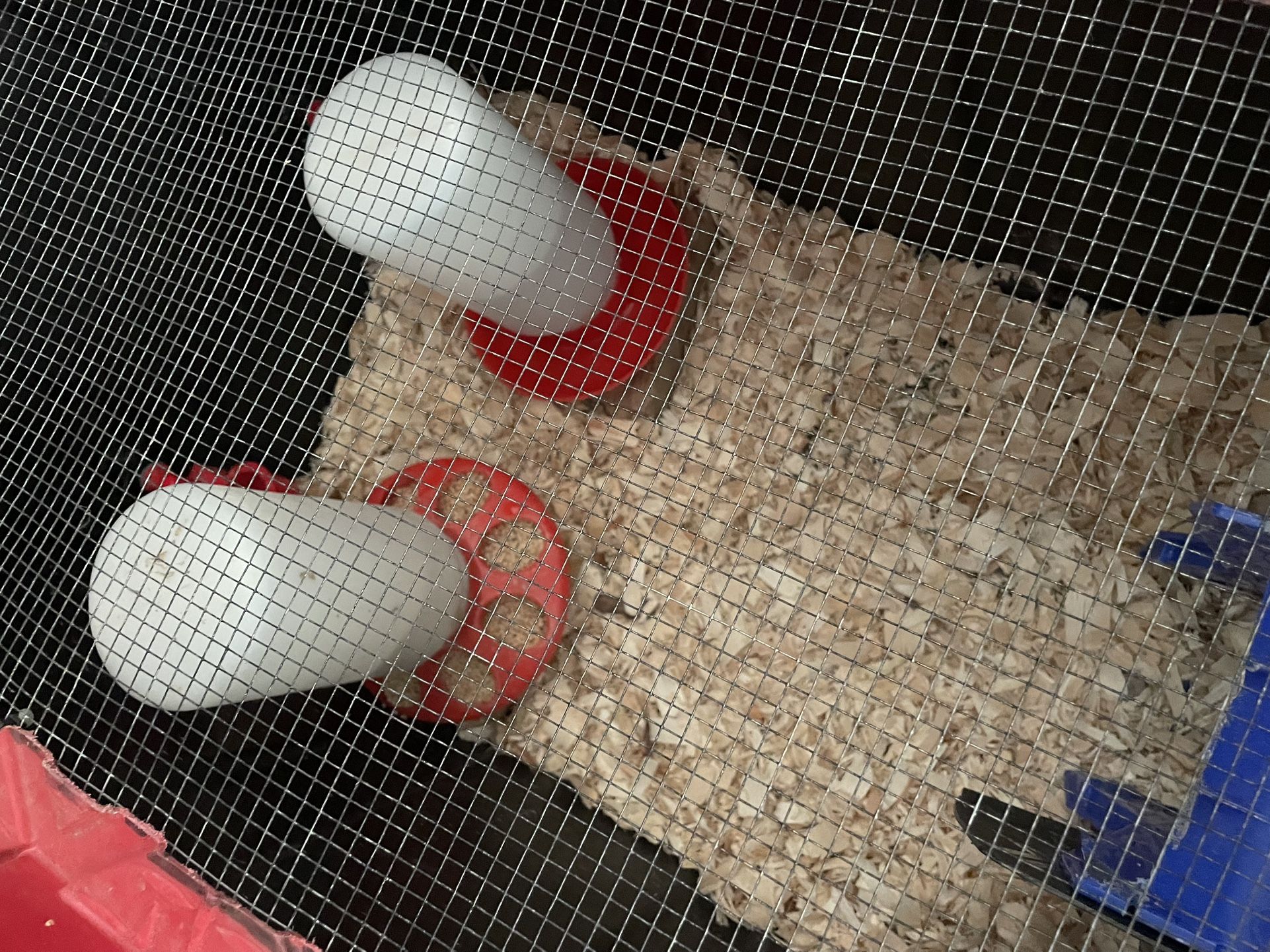 Chick brooder