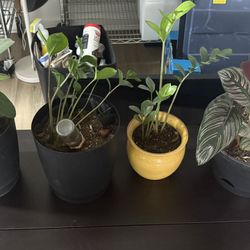 Moving Fire Sale: Free Plants & Plant Pots