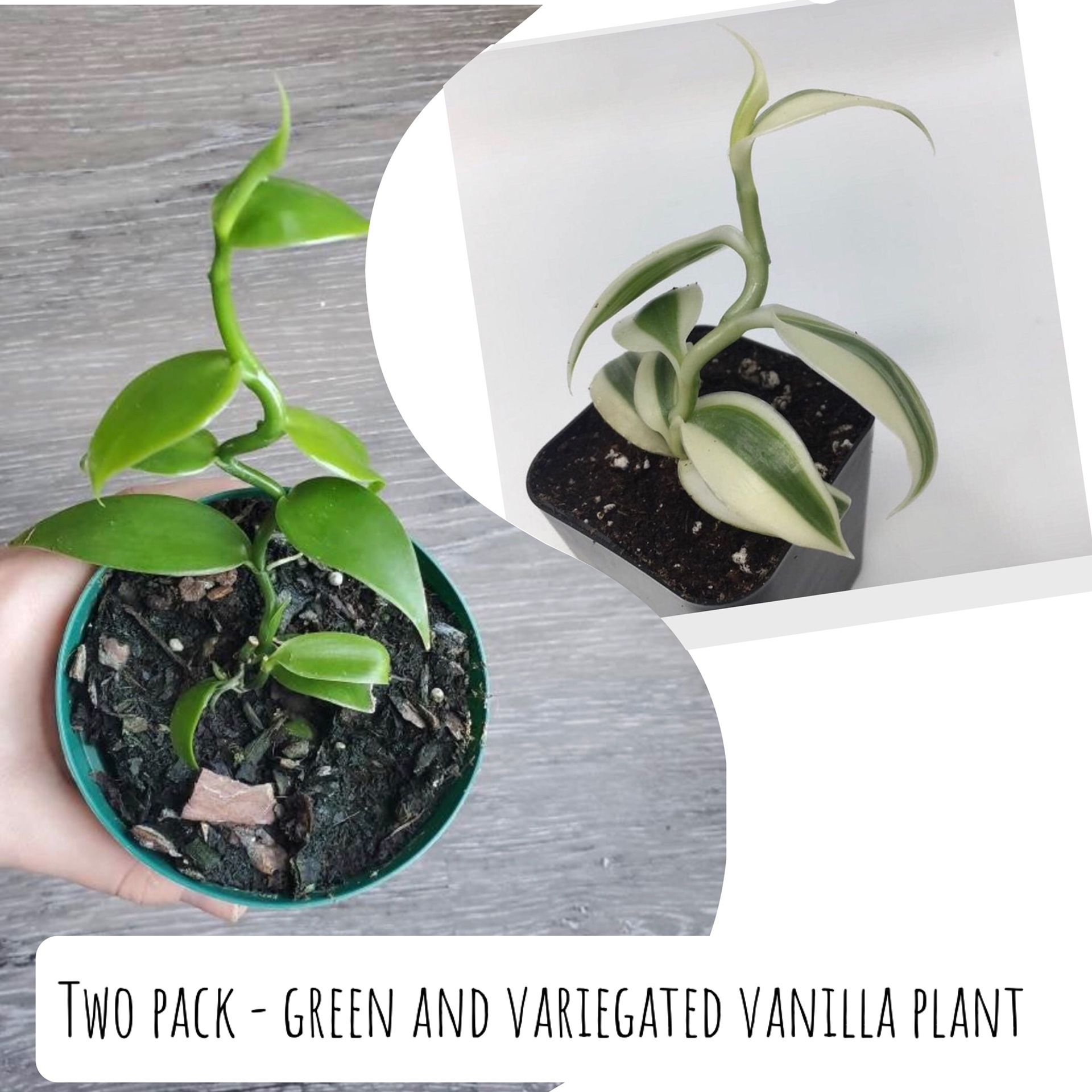 RARE PACK -- TWO Madagascar Vanilla Bean Plants (one Green / one Variegated)