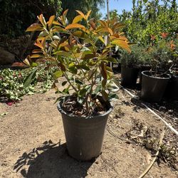Red Tip Photinia 5 Gal
