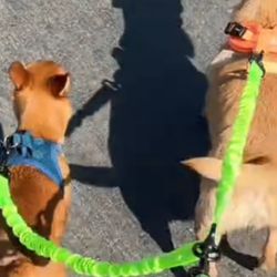 Dual Dog Lease Double Dog Lease