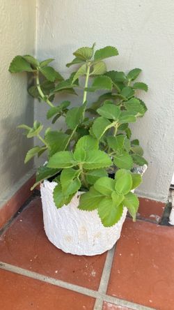 Plantas