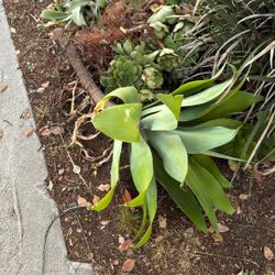 Free Succulents 