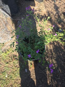 Lantana Purple 5 Gallon