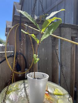 Edible Chestnut Trees