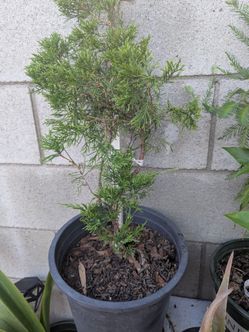 Small Pine tree