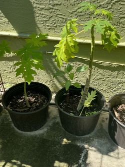 Papaya Seedling Plants in Black Pots
