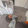 Carpet Cleaner 