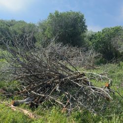 Diamond willow brush 