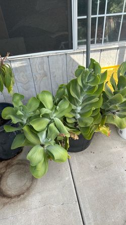 Planta