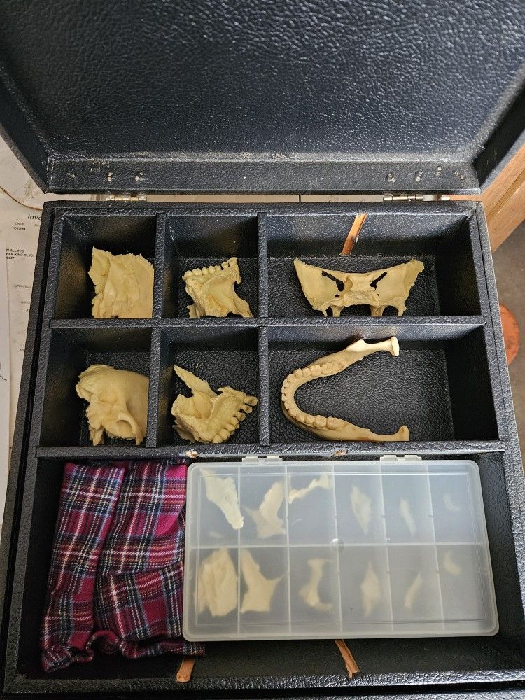 Replica Human Skull Pieces